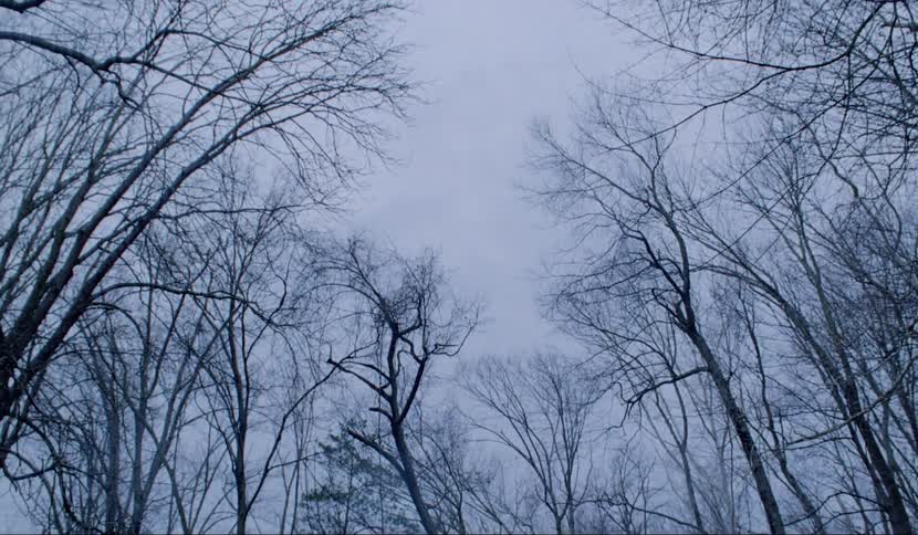 Trees without leaves with the sky above