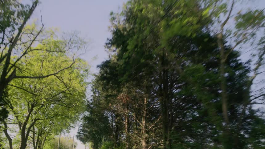 Power lines running through the tops of trees