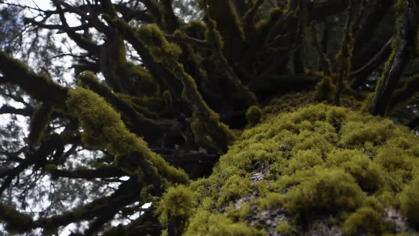 Moss covers a tree in the woods