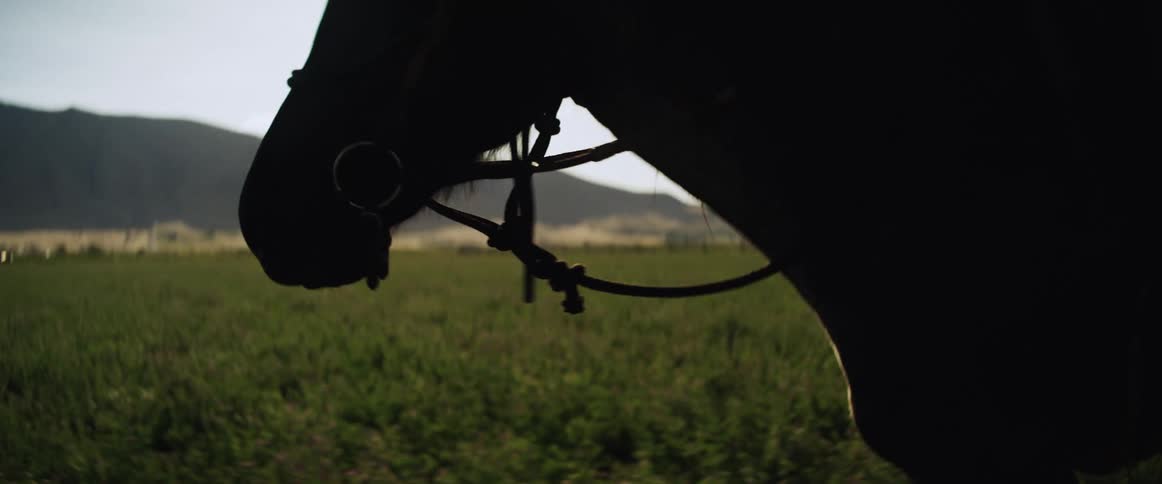 A woman rides a horse through a green field
