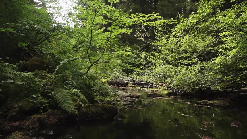 View of a rocky creek surrounded by trees and ferns