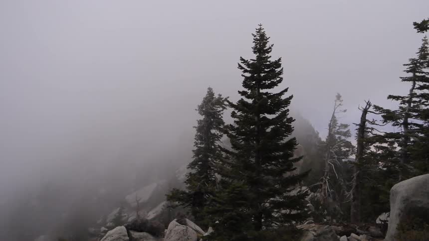 Wind blowing fog through pine trees in a rocky landscape