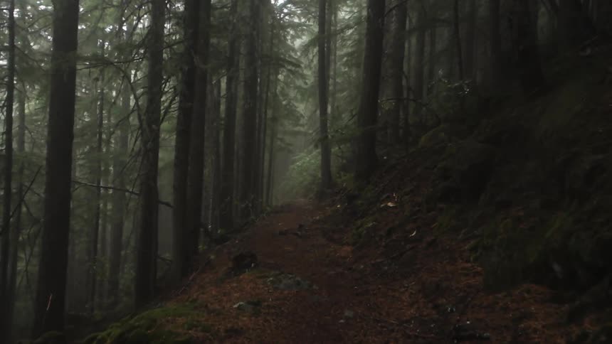 Moving forward on a dirt trail in a slightly foggy forest
