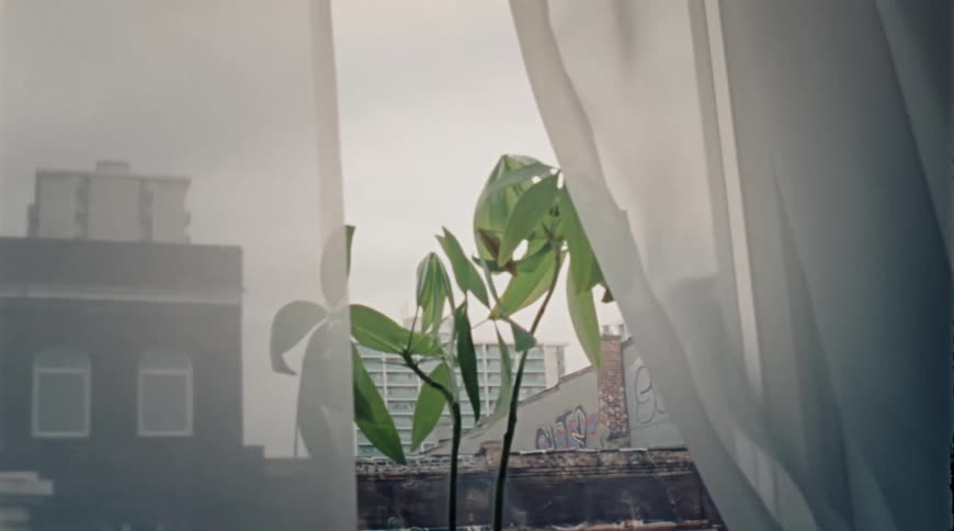 Plant stands in front of curtained window displaying buildings