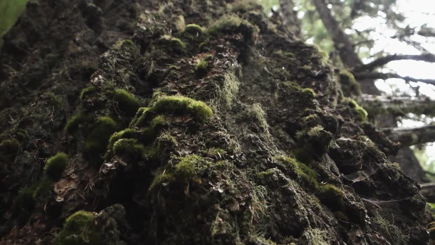 Moss grows on a large tree trunk
