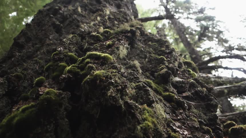 View of a very old moss covered tree