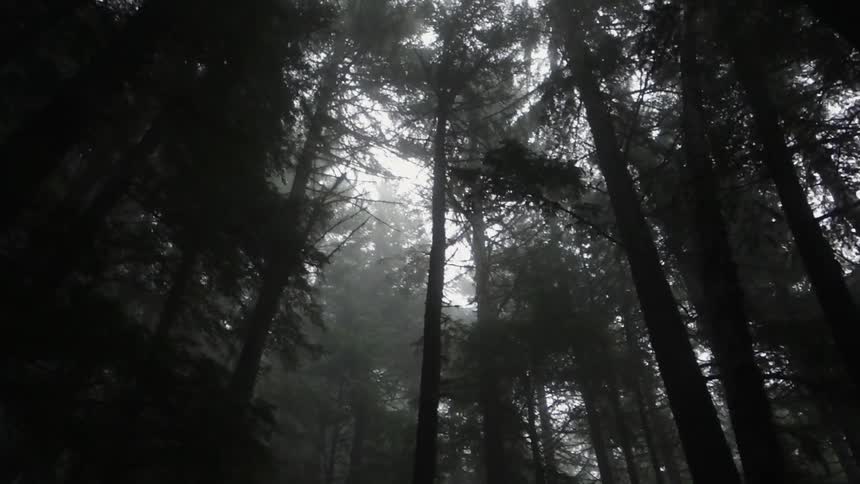 First person view of travelling through foggy woods