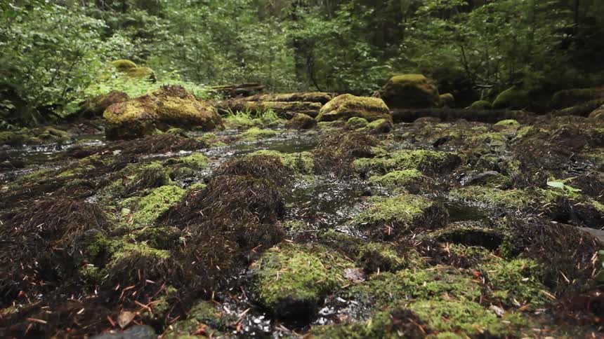 Moss covered rocks near a small stream