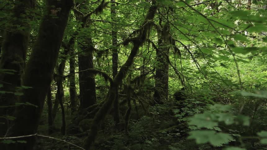 Moss covered trees grow in a forest