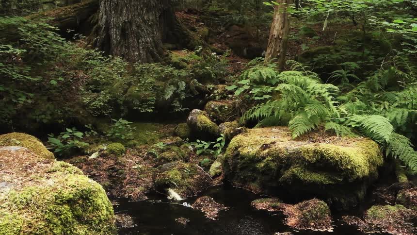 Rocks, ferns, and trees surround a forest brook