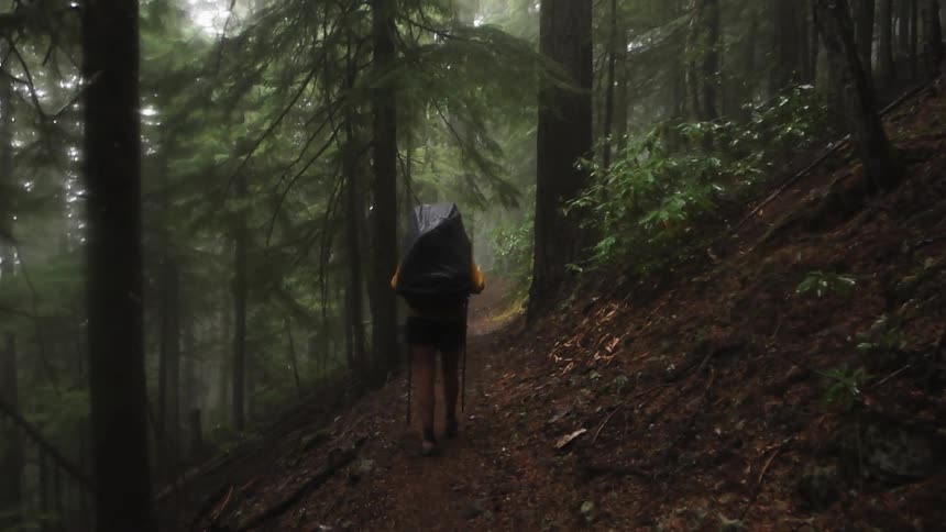 A hiker walks in the woods
