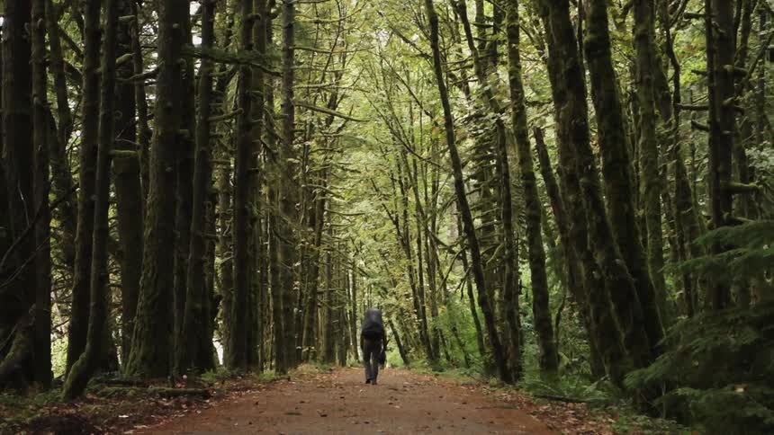 Hikers on a tree lined, wide dirt path in a dense forest