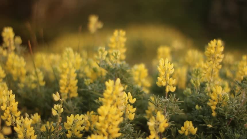 Stalks of yellow flowers lightly sway in the breeze