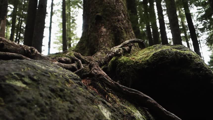 Panning slightly up a moss covered rock and forest floor toward the roots and trunk of a tree in a forest