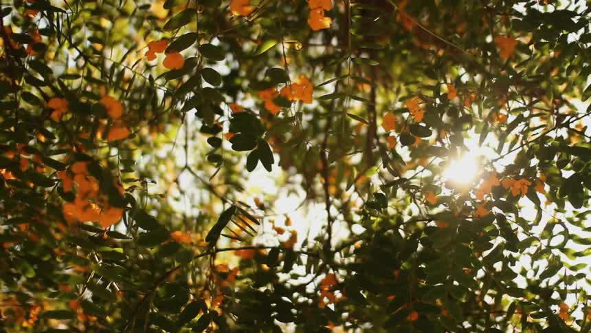 View of the sun under some branches of a tree with yellow flowers