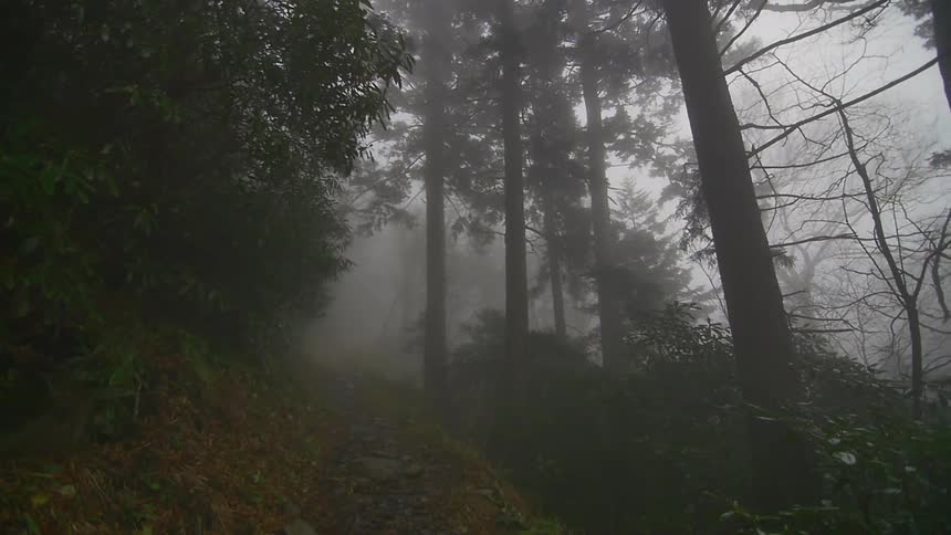 A foggy forest