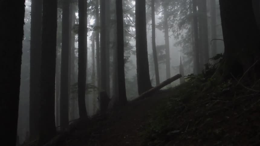 Trees stand tall in a foggy forest