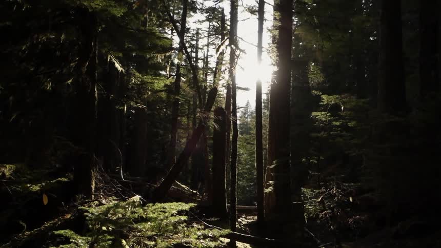 The sun shines through tall trees in the woods