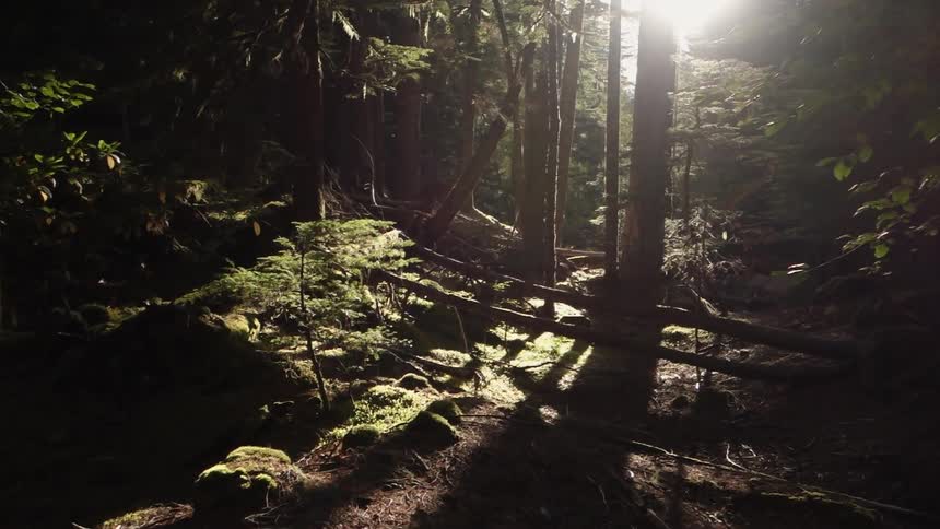 Sun streaming through trees in a forest and several dead tree trunks laying on the forest floor
