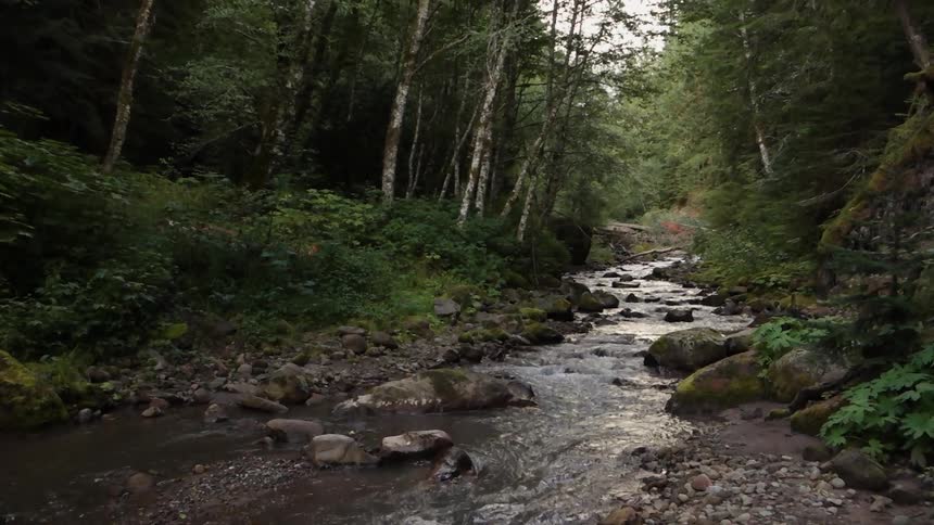 A stream in the middle of the forest