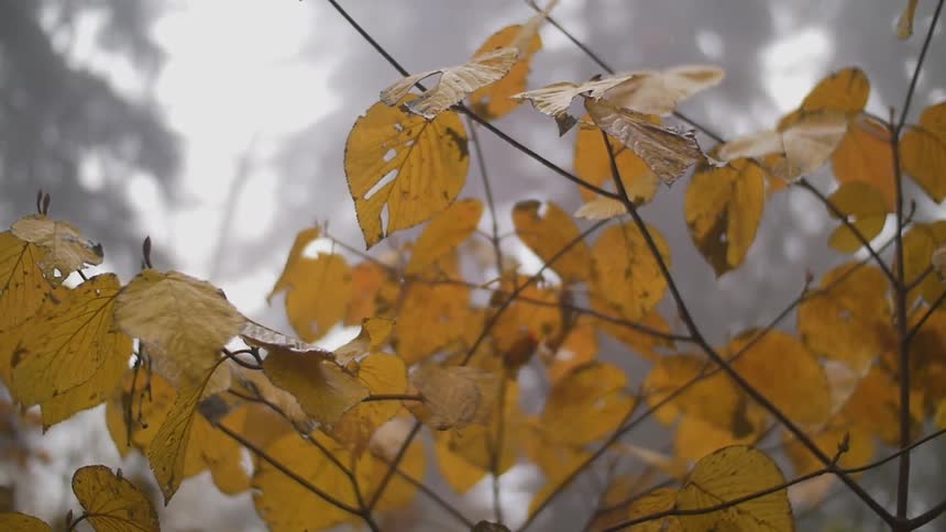 Close up of leaves on a sunny day