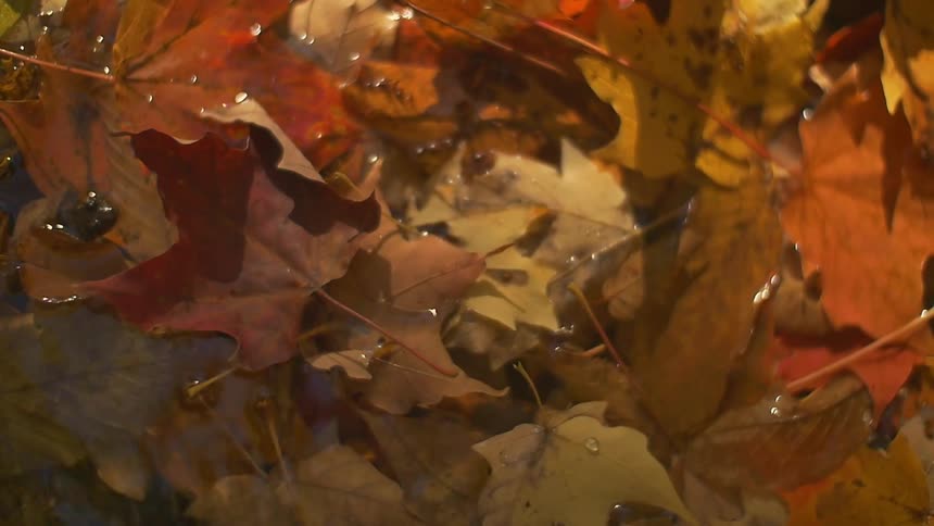 Autumn leaves floating in shallow, clear water