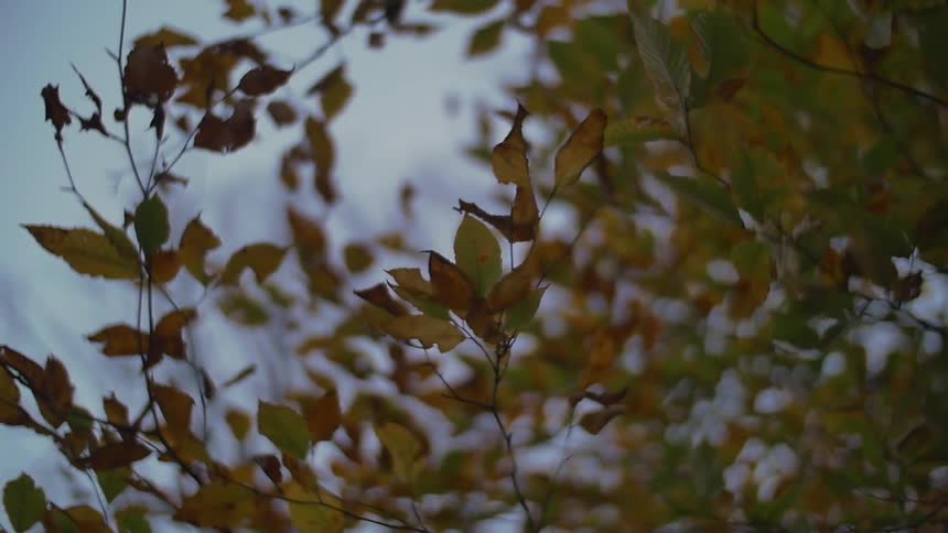 Dying leaves and thin branches blowing in the wind