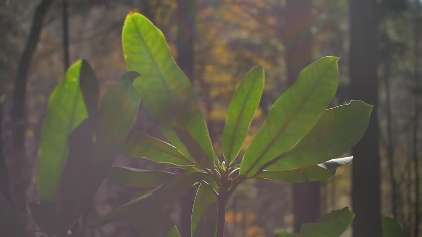 The sun shines down on leaves in a forest