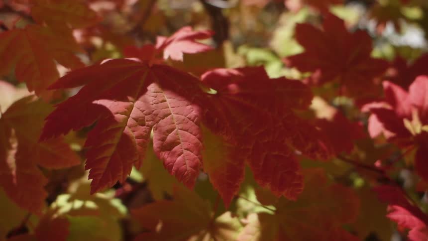 Autumn leaves lightly moving in the breeze on a sunny day