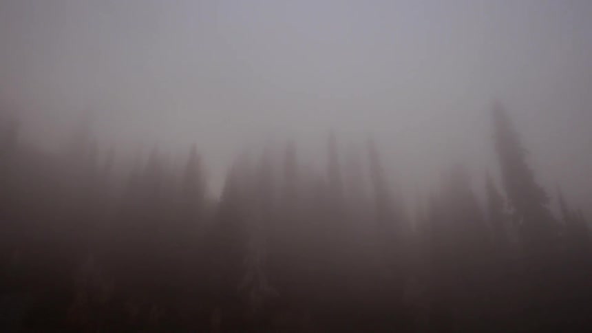 Pine trees shrouded with fog