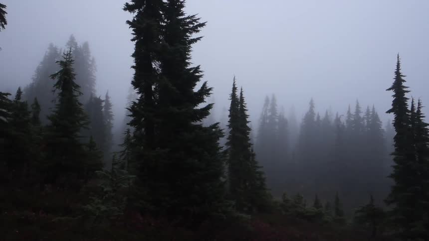 Pine trees stand in a foggy forest