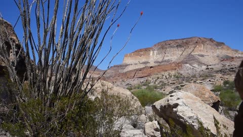Boulders and shrubs litter a desert landscape
