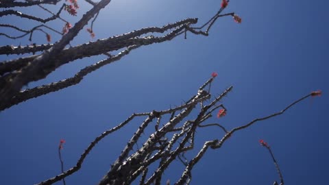 Prickly branches against a blue sky