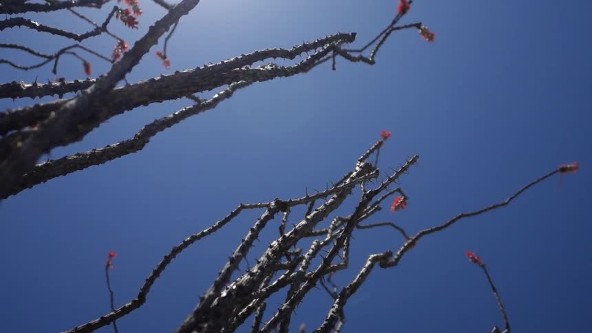 Prickly branches against a blue sky