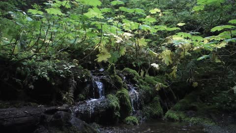 The water in a brook flows over rocks and moss