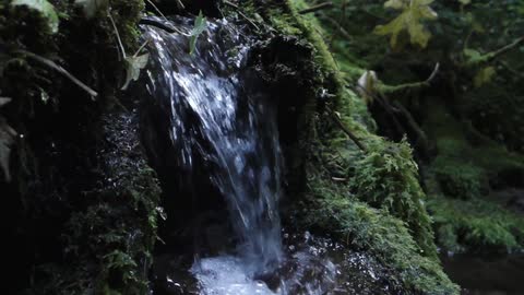 Stream water cascades over a mossy rock