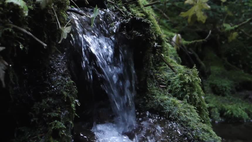 Stream water cascades over a mossy rock