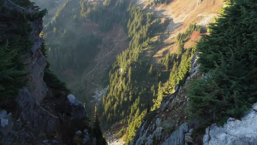 Many tall green trees stand in the mountains on a sunny day