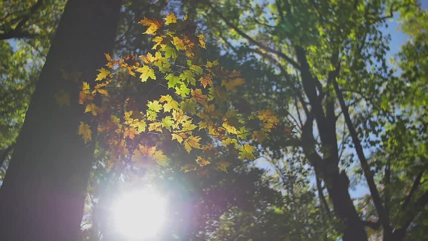 The sun shines through tall trees