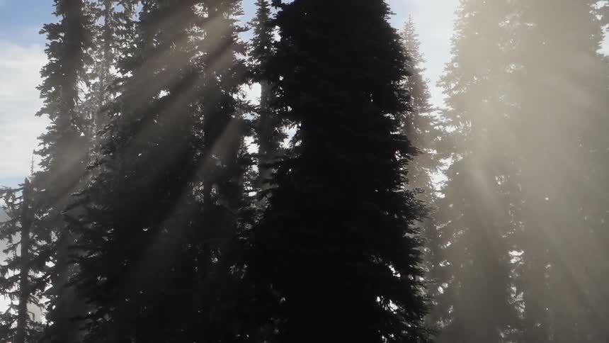 Sunbeams shine around a tall pine tree in the woods