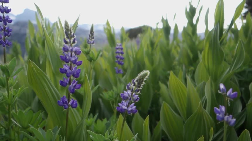 Purple flowers growing in a field