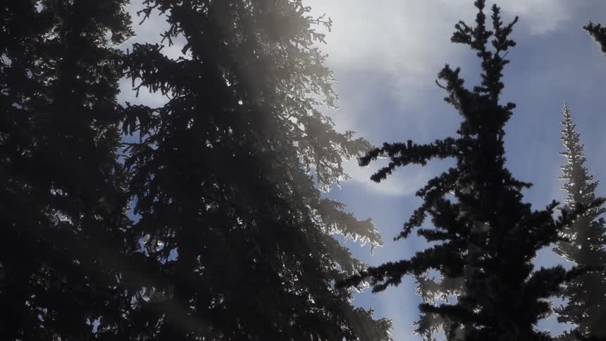 Close up of trees on a sunny day