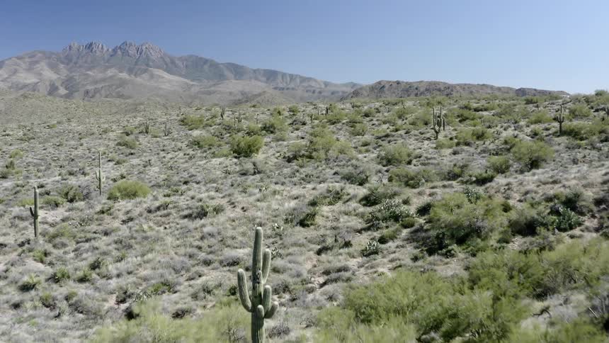 Cactus and brush on desert hills with a ridge on the horizon on a blue sky day