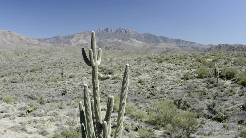 Cactus on a prairie with hills in the distance