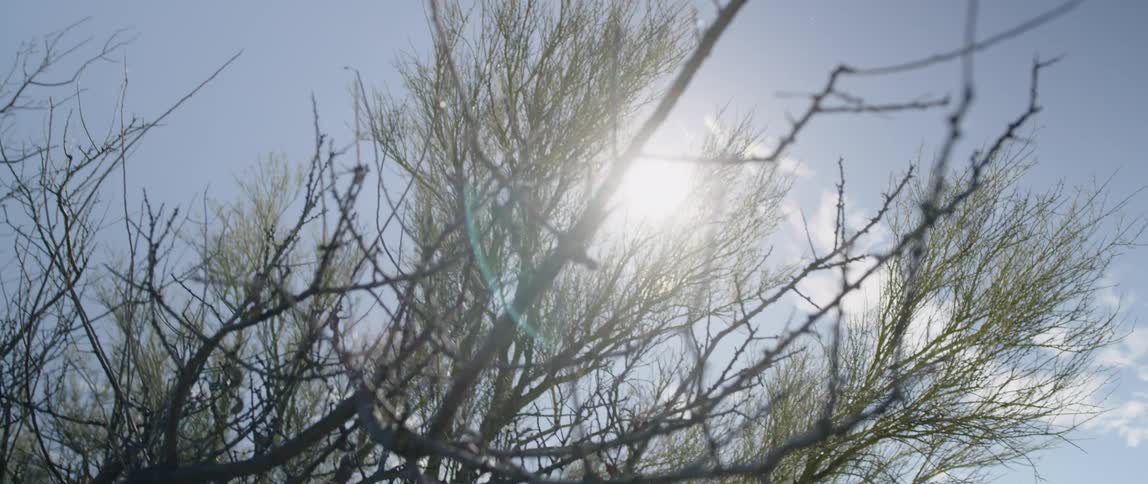 Sunlight shining through the thin branches of a tree