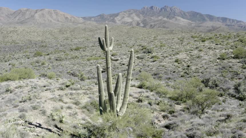 A tall cactus with several stems stands tall in the desert with hills and ridge behind on a sunny blue sky day