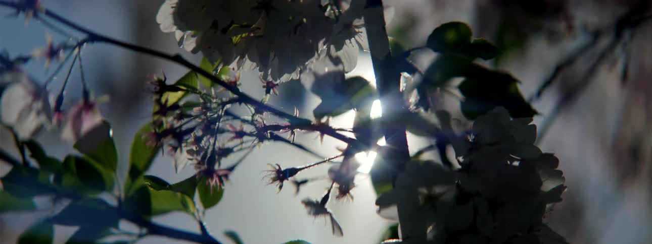 Sun glares through leaves and flowers on swaying branch