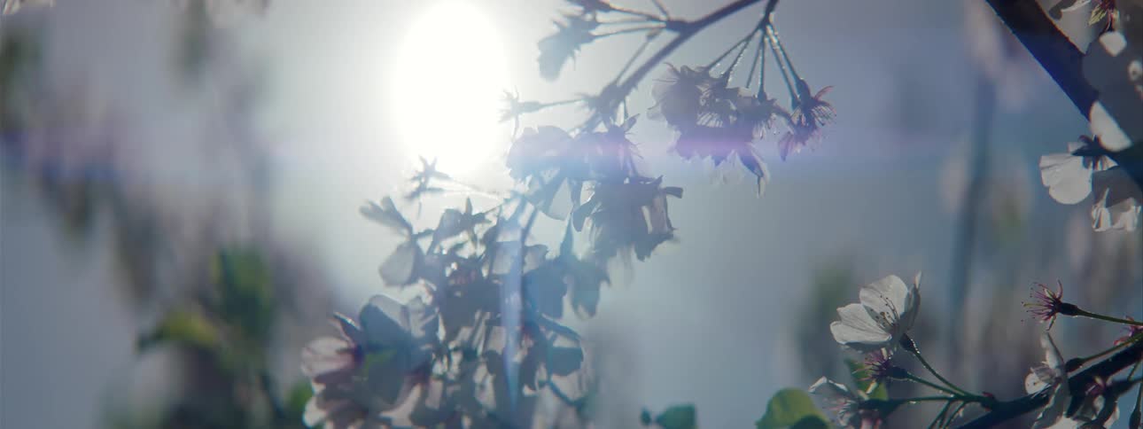 The sun beams behind the tree
