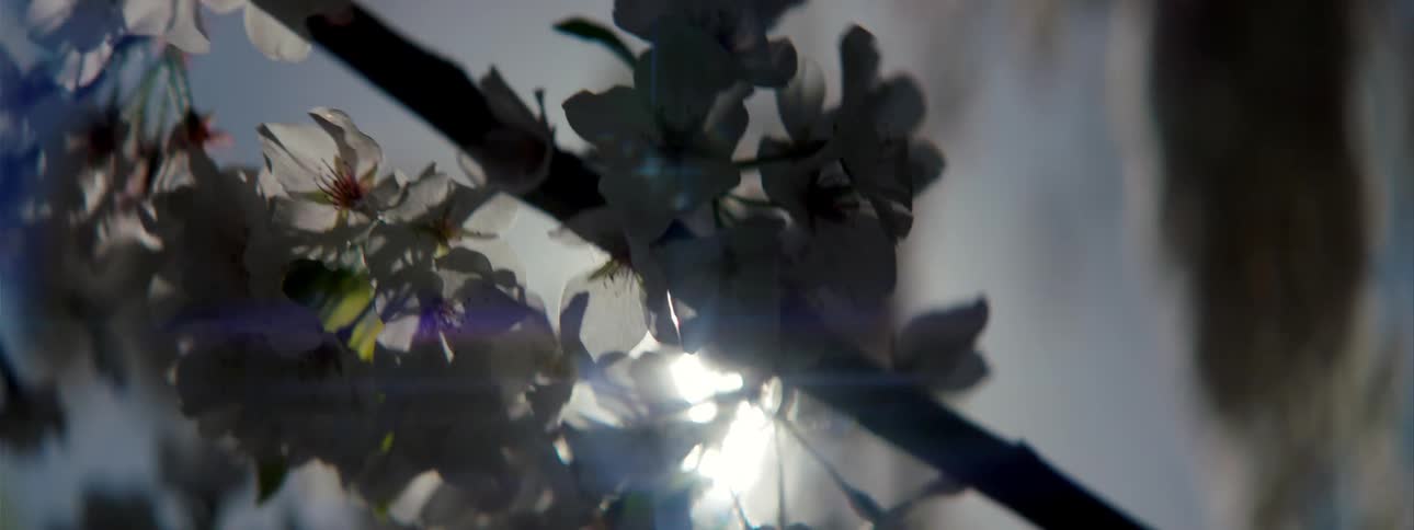Wind blows through flowers on a tree branch