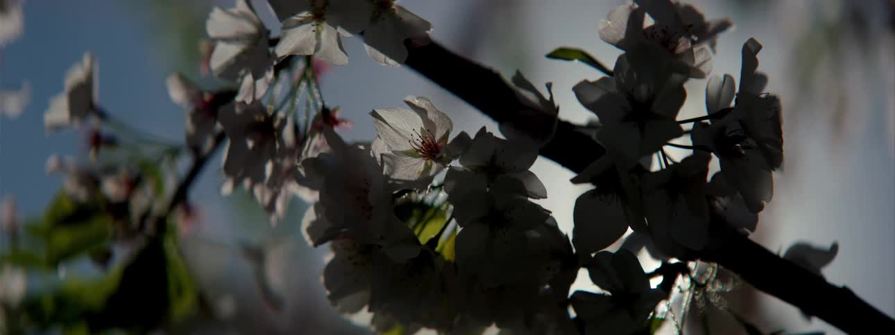Sunlight shining on white flowers blooming on the branch of a tree
